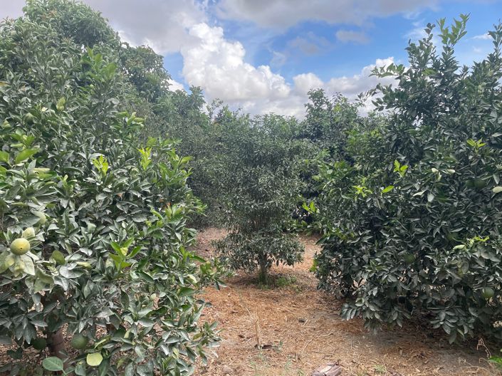 Image No.7-Finca de 2 chambres à vendre à Coin