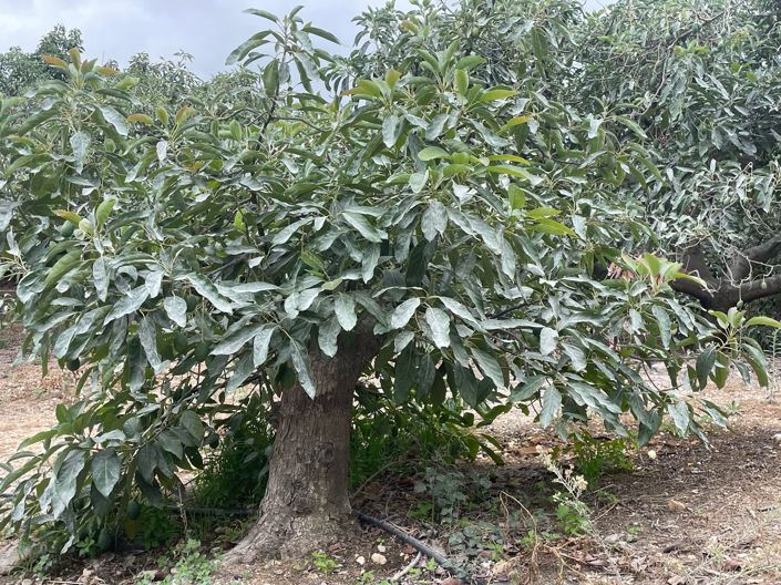 Image No.9-Finca de 2 chambres à vendre à Coin