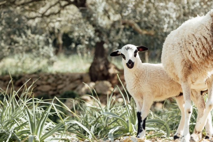 Image No.26-4 Bed House for sale