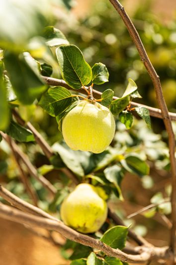 Image No.30-Finca de 4 chambres à vendre à Antequera