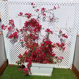 spcrm4165-ymoywg9f2rftsqvy