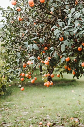 Image No.12-Plot for sale