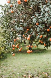 spcrm4233-srwfjiynx8vfym6m