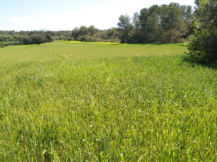 Image No.15-Plot for sale