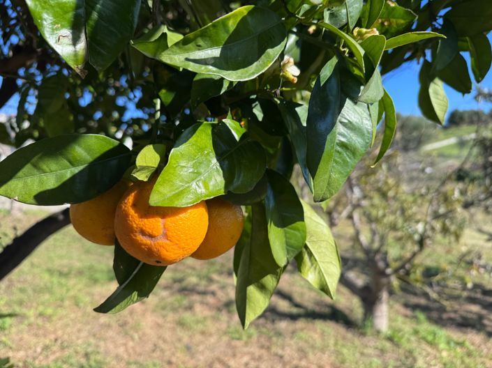 Image No.8-Plot for sale