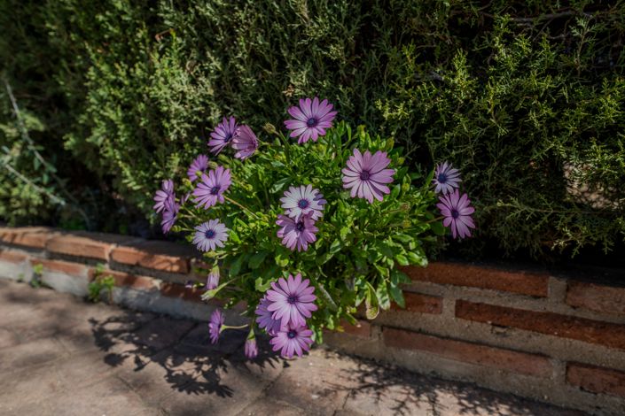 Image No.21-Maison de 4 chambres à vendre à Mijas Costa