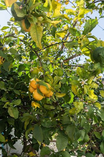 Image No.30-Villa de 4 chambres à vendre à Fuengirola