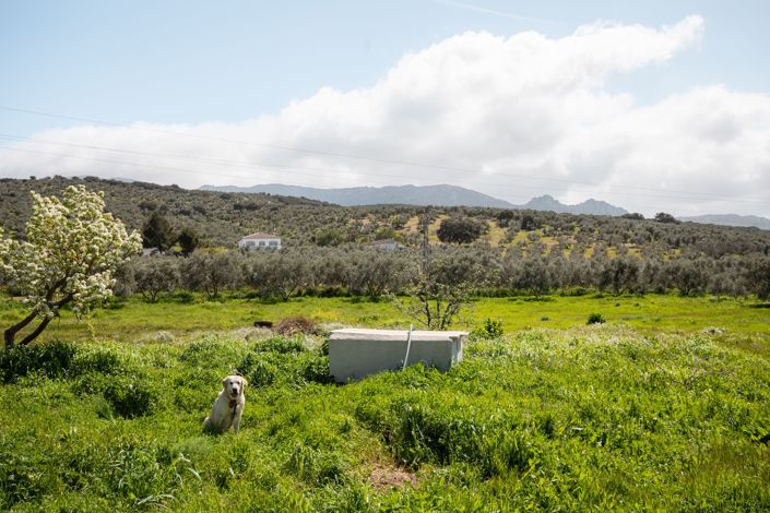 Image No.17-3 Bed Finca for sale