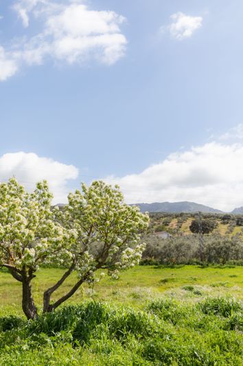 Image No.18-3 Bed Finca for sale