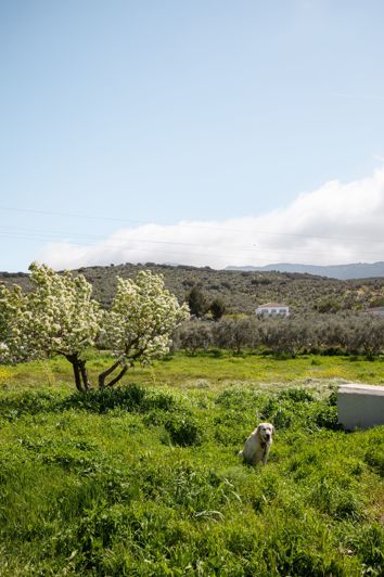 Image No.20-3 Bed Finca for sale