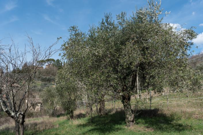 Image No.9-Propriété de pays de 3 chambres à vendre à Lisciano Niccone