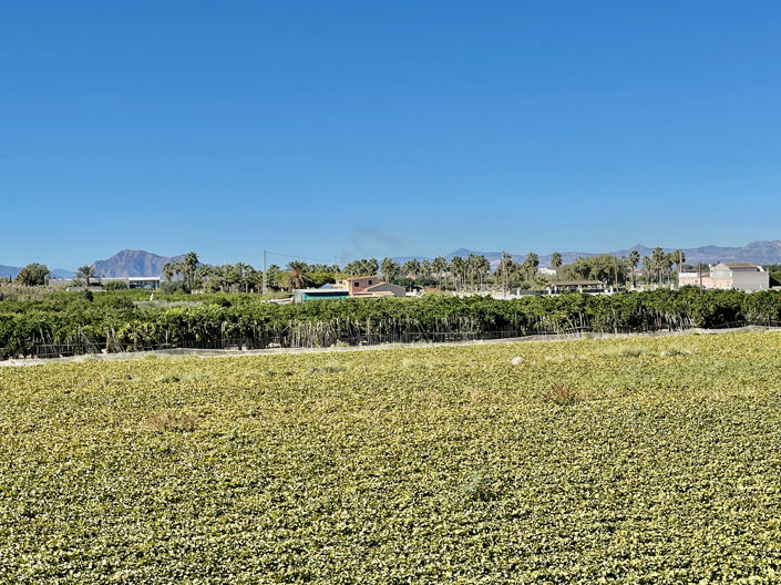 Image No.32-Villa de 6 chambres à vendre à Guardamar del Segura