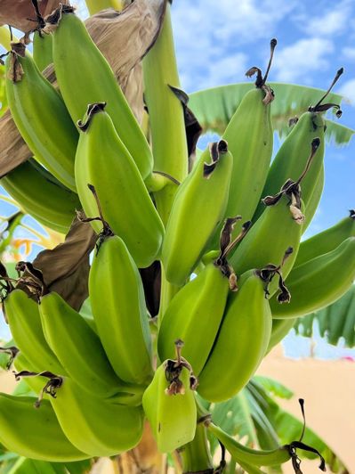 Image No.23-4 Bed Villa for sale