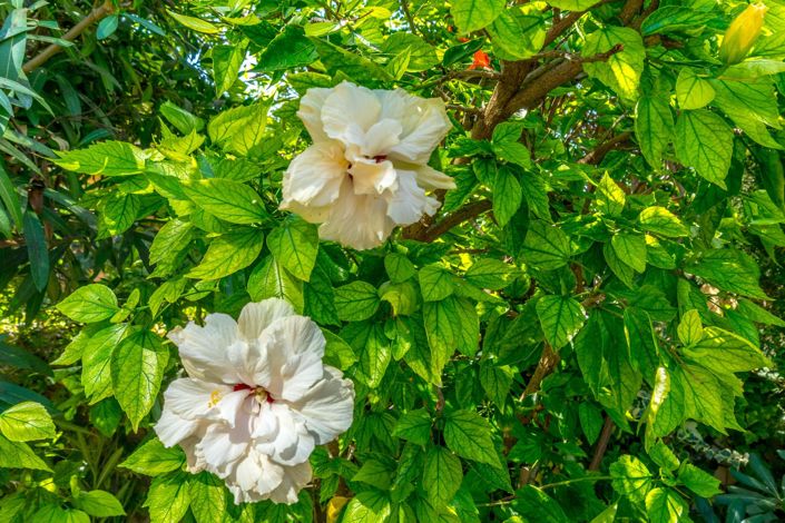 Image No.20-2 Bed Apartment for sale