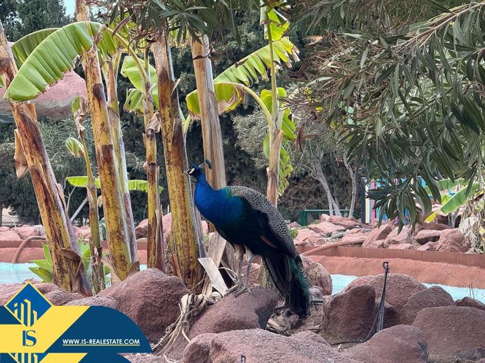 Image No.10-Appartement de 2 chambres à vendre à Torrevieja