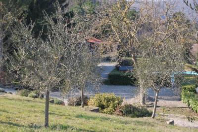 Piscina-vista-dall-oliveto