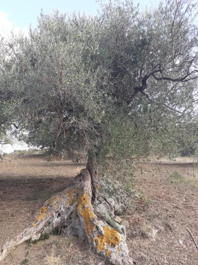 Image No.23-5 Bed Land for sale