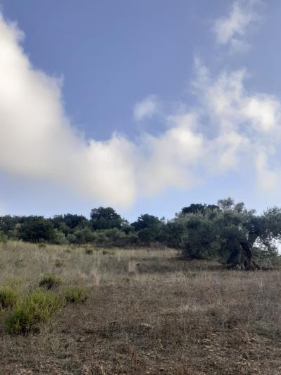 Image No.35-5 Bed Land for sale