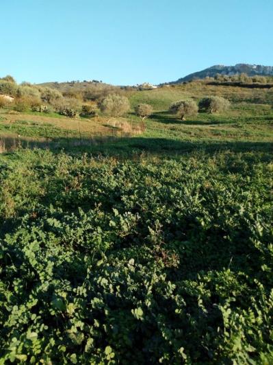 Image No.38-5 Bed Land for sale