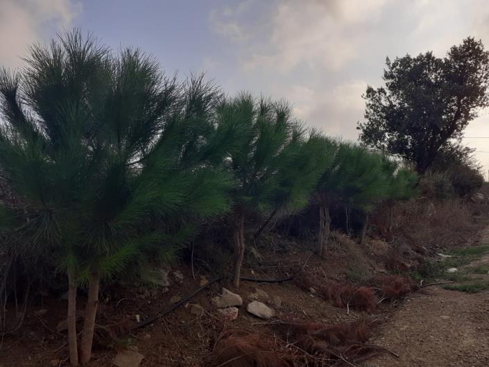 Image No.51-5 Bed Land for sale