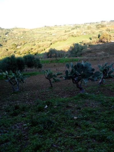 Image No.52-5 Bed Land for sale