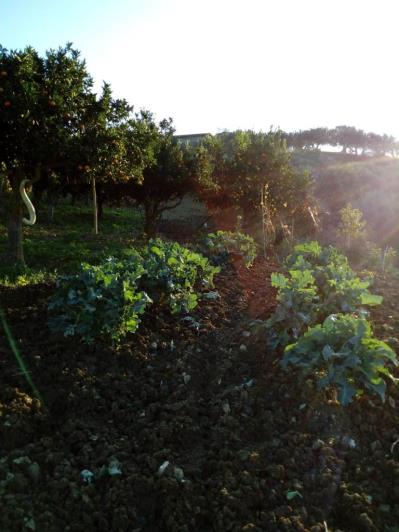 Image No.56-5 Bed Land for sale