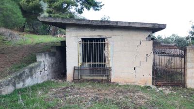 Toscano-lia---Ci---5-
