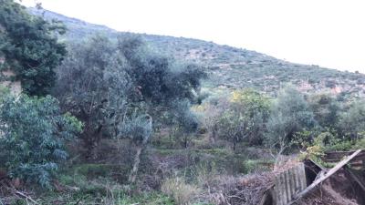 Toscano-lia---Ci---7-
