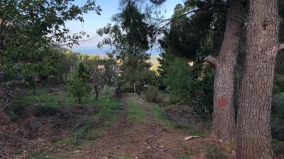 Toscano-lia---Ci---12-
