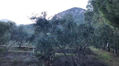 Toscano-lia---Ci---15-