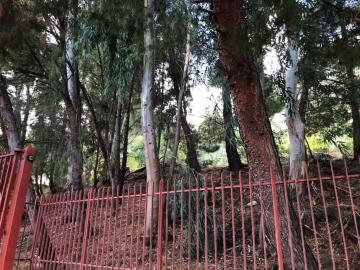 Toscano-lia---Ci---51-