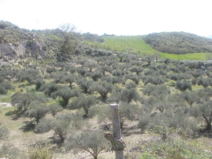 Caccamo, Land