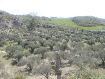 1 - Caccamo, Terre