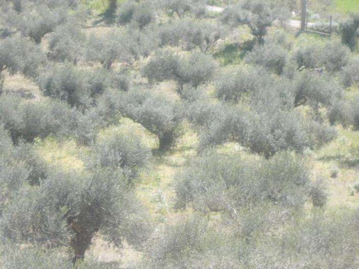 Image No.17-4 Bed Land for sale