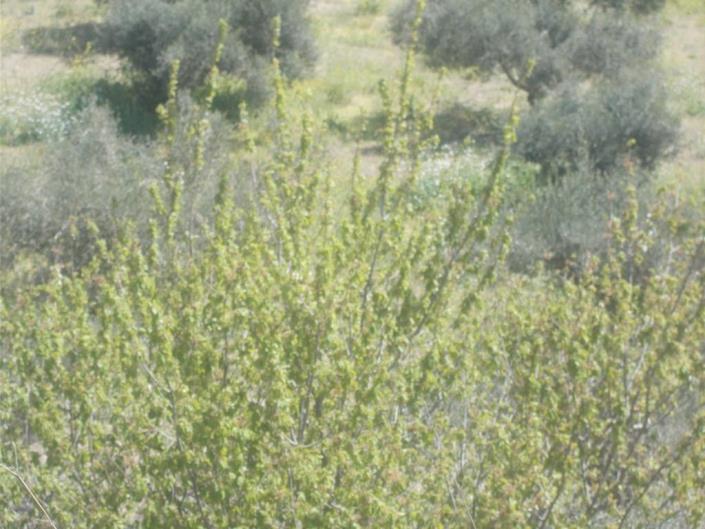 Image No.18-4 Bed Land for sale