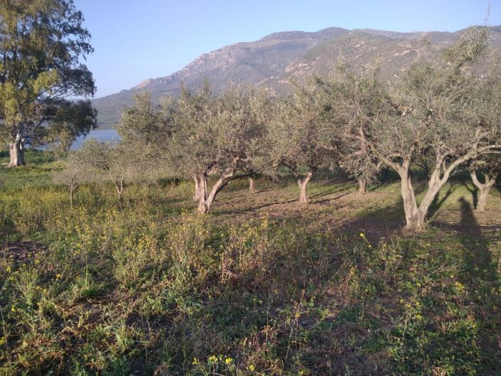 Image No.13-Villa de 1 chambre à vendre à Caccamo