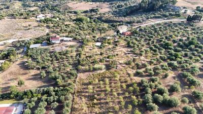 Rotolo-Vin---Ci---14-