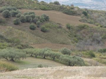 Guzzino-Maria---Ci---4-