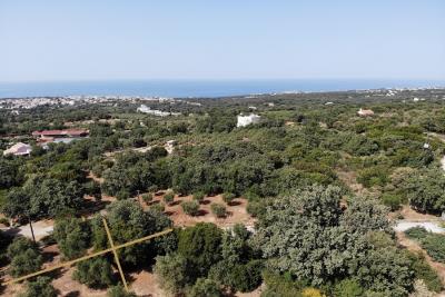 Buildable-plot-with-olive-grove_3