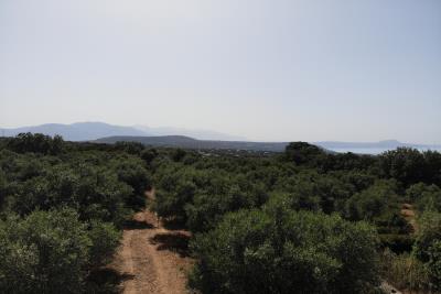Buildable-plot-with-olive-grove_7