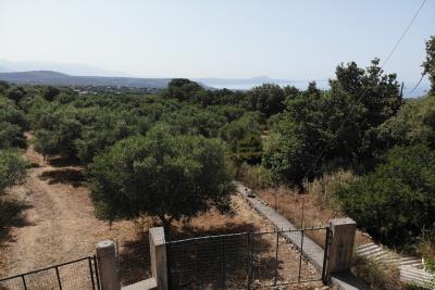 Buildable-plot-with-olive-grove_9