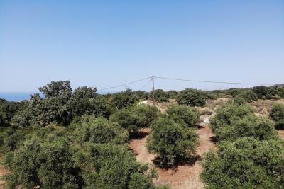 Buildable-plot-with-olive-grove_8