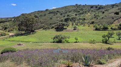 wild lavender