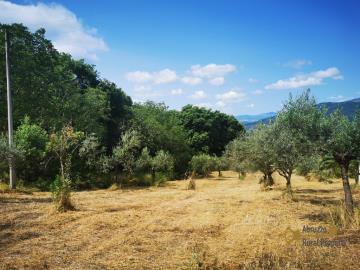 04-Country-house-with-olive-grove-for-sale-Italy-Molise-Roccavivara