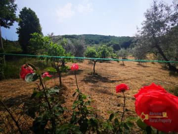 10-Country-house-with-olive-grove-for-sale-Italy-Molise-Roccavivara