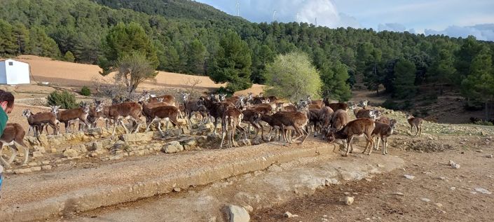 Image No.32-Finca de 5 chambres à vendre à Ayora