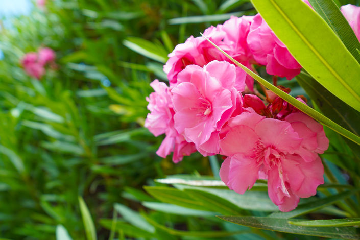 Image No.40-Villa de 5 chambres à vendre à Els Poblets