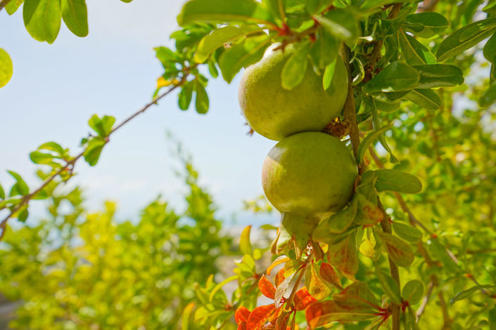 Image No.37-3 Bed Villa for sale