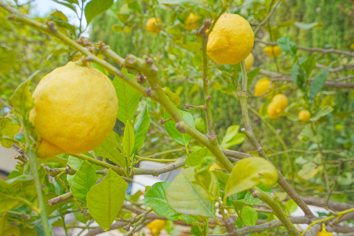 Image No.39-3 Bed Villa for sale