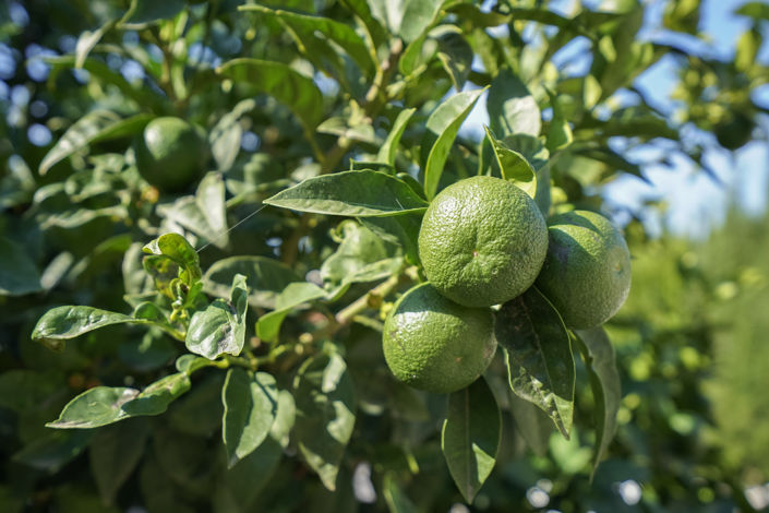 Image No.36-Villa de 3 chambres à vendre à Benissa